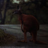 Kaukonen, Peter - Black Kangaroo